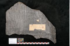 Foto (Objekt + Etikett) von Calamites gigas Brongniart (NHMW-GEO-2024-0188-10985)